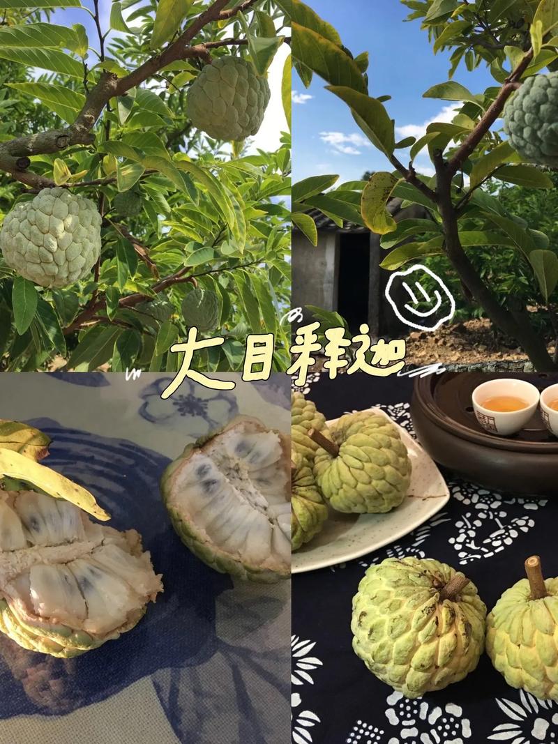 汕头必买十大礼物，潮阳种植什么水果最好。 汕头必买十大礼物，潮阳种植什么水果最好。 蔬菜种植