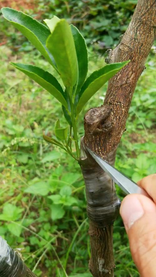 两种水果嫁接科学吗，种植水果嫁接视频。 两种水果嫁接科学吗，种植水果嫁接视频。 蔬菜种植