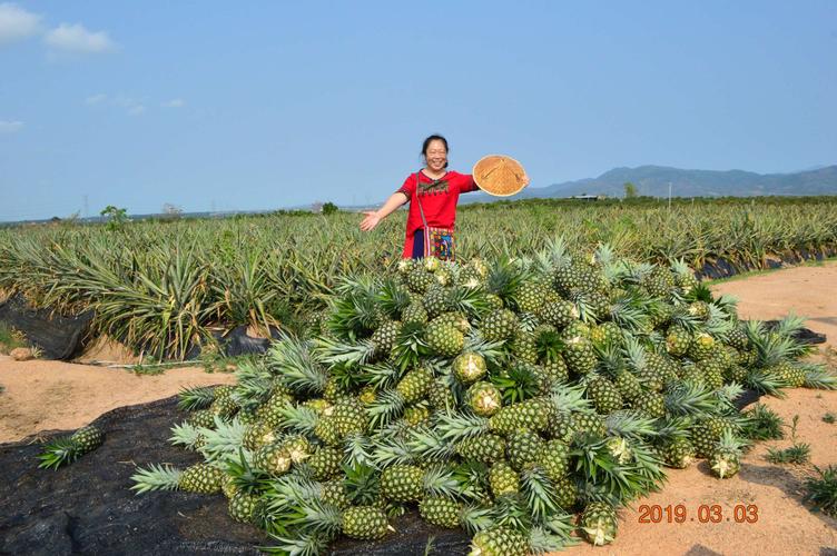 乐都菠萝产地，乐东种植基地水果有哪些。 乐都菠萝产地，乐东种植基地水果有哪些。 畜牧养殖