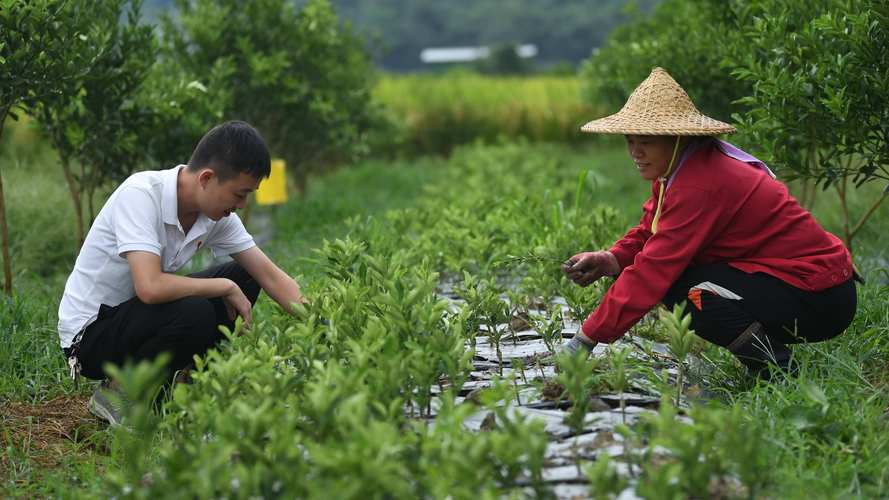 想回农村创业承包农田种粮食可以吗，张北种植啥水果最好呢。 想回农村创业承包农田种粮食可以吗，张北种植啥水果最好呢。 水果种植