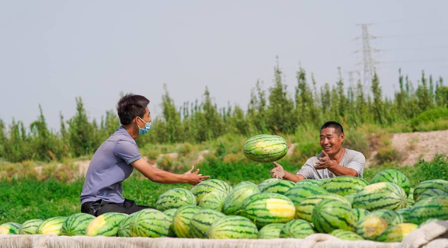 请问下种西瓜的果农都是怎么找销路的，快熟了，第一次种西瓜不懂，想种植水果来卖怎么样。 请问下种西瓜的果农都是怎么找销路的，快熟了，第一次种西瓜不懂，想种植水果来卖怎么样。 土壤施肥