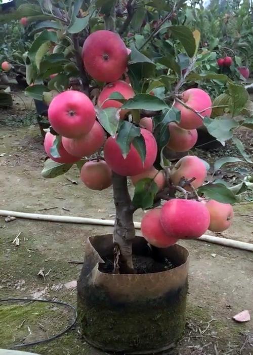 四川适合盆栽种苹果吗，眉山苹果水果种植基地在哪里。 四川适合盆栽种苹果吗，眉山苹果水果种植基地在哪里。 水果种植