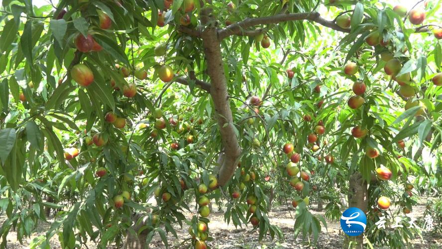 海拔1000多米坡地适合种植什么果树，嘉兴水果油桃种植基地在哪里。 海拔1000多米坡地适合种植什么果树，嘉兴水果油桃种植基地在哪里。 水果种植