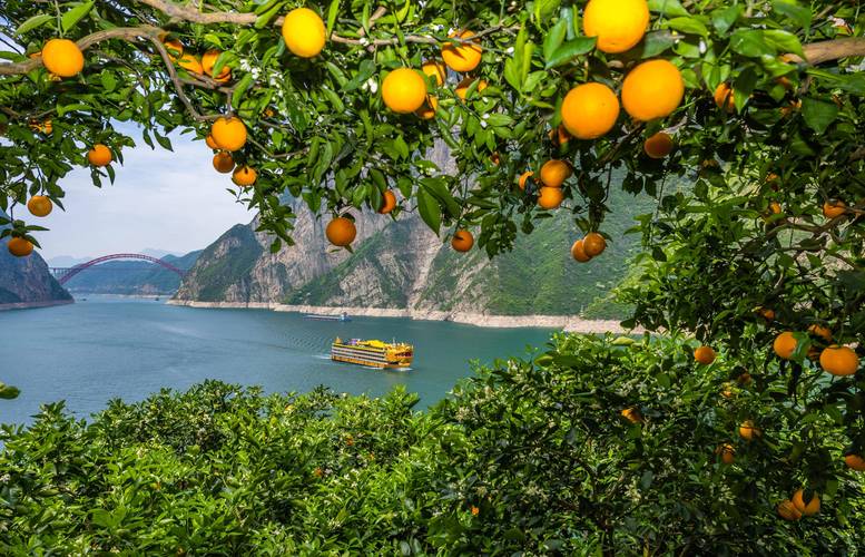 湖北荆门适合种植哪些水果，湖北东部水果种植基地。 湖北荆门适合种植哪些水果，湖北东部水果种植基地。 家禽养殖