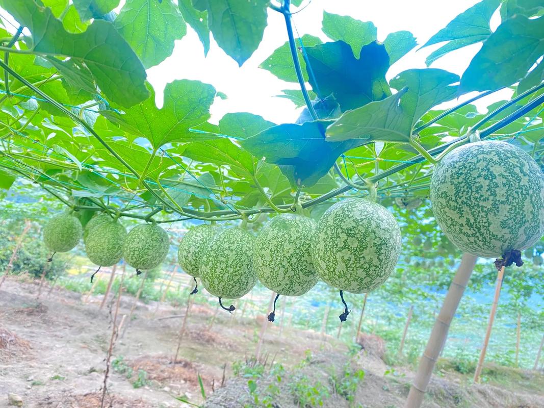 吊瓜子家庭种植方法，水果吊瓜子种植基地在哪里。 吊瓜子家庭种植方法，水果吊瓜子种植基地在哪里。 畜牧养殖