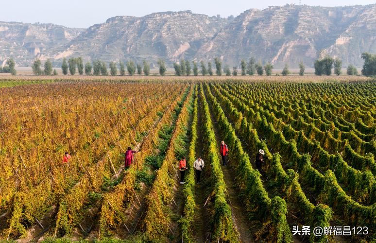 近年来，你觉得在农村搞养殖和种植，哪个更容易发家致富，种植药材比种庄稼利润高吗。 近年来，你觉得在农村搞养殖和种植，哪个更容易发家致富，种植药材比种庄稼利润高吗。 水果种植