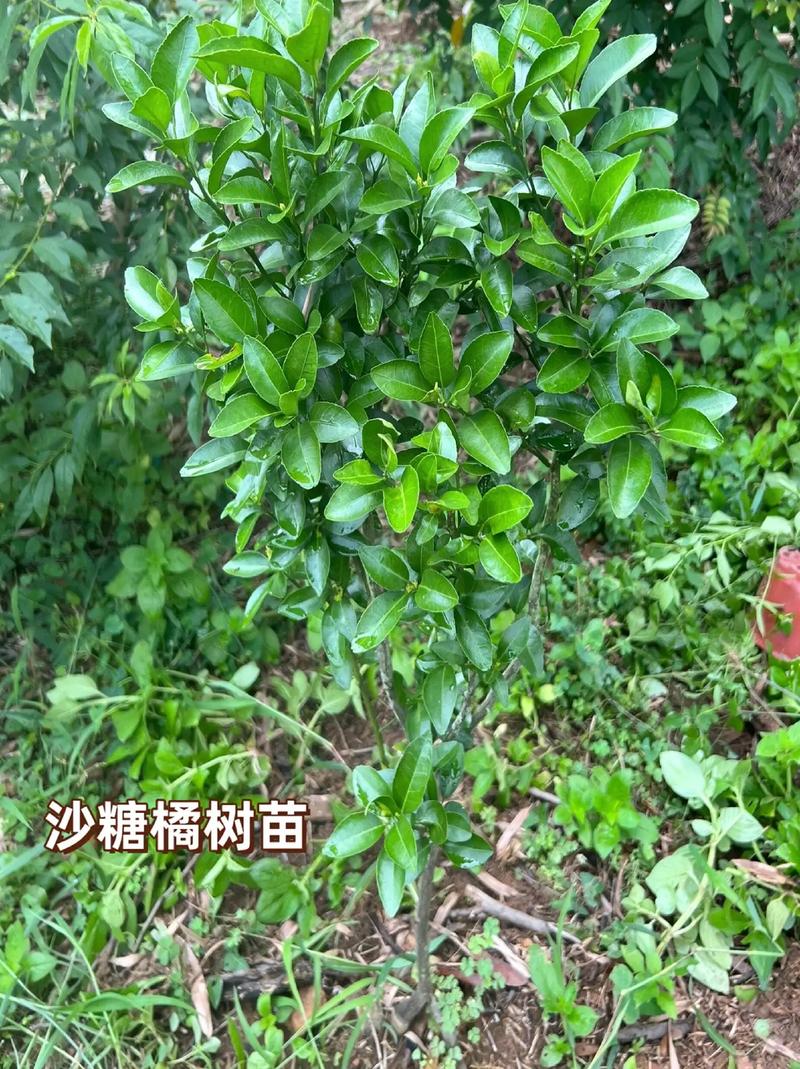 为什么橘子在北方不能种植，阳台水果种植北方好吗冬天。 为什么橘子在北方不能种植，阳台水果种植北方好吗冬天。 水果种植