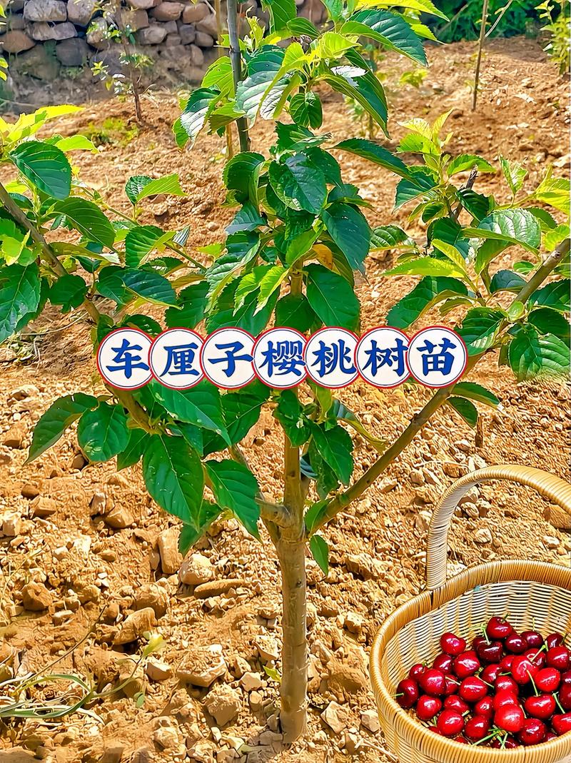 桑提娜车厘子树四川可以种吗，成都水果种植基地。 桑提娜车厘子树四川可以种吗，成都水果种植基地。 土壤施肥