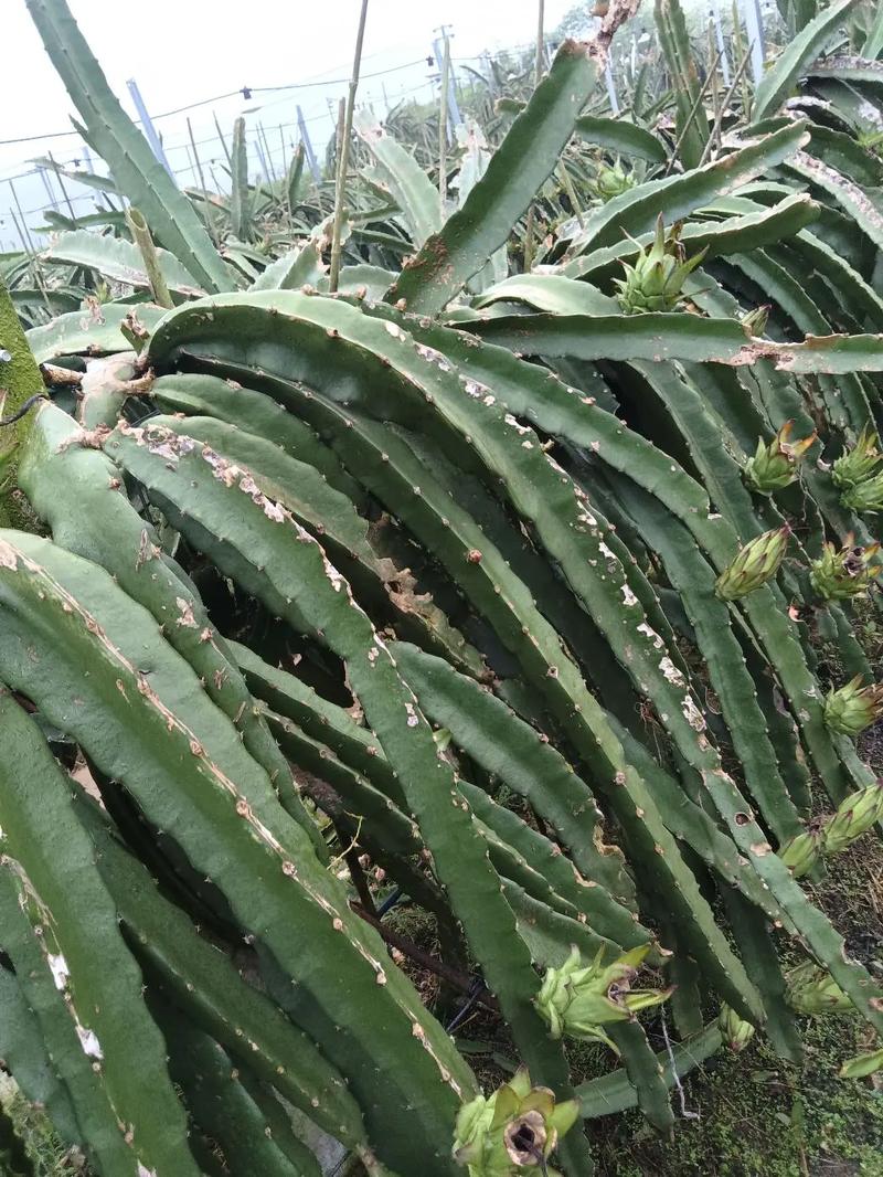 我是湖南长沙地区的，我想种植火龙果，我们这地区的气候和土质适合种植吗，红壤种植什么水果最好。 我是湖南长沙地区的，我想种植火龙果，我们这地区的气候和土质适合种植吗，红壤种植什么水果最好。 畜牧养殖