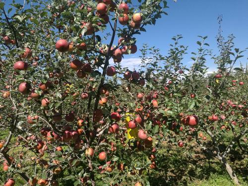 盐源、茂县、汶川、会理，哪个地方的水果更好，盐源水果种植基地在哪里。 盐源、茂县、汶川、会理，哪个地方的水果更好，盐源水果种植基地在哪里。 家禽养殖