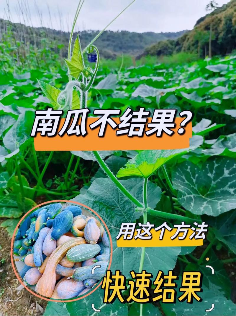 南瓜需要怎么种才能获得高产？它们的种植技术是什么，怎样种植水果南瓜视频。 南瓜需要怎么种才能获得高产？它们的种植技术是什么，怎样种植水果南瓜视频。 畜牧养殖