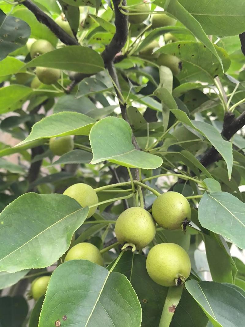 北方院子必种三大水果，北方种植水果有哪些品种。 北方院子必种三大水果，北方种植水果有哪些品种。 土壤施肥