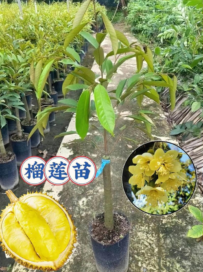 面对水果之王榴莲，种植时如何提高产量？种植前需要进行准备吗，精品水果怎么种植的呢。 面对水果之王榴莲，种植时如何提高产量？种植前需要进行准备吗，精品水果怎么种植的呢。 水果种植