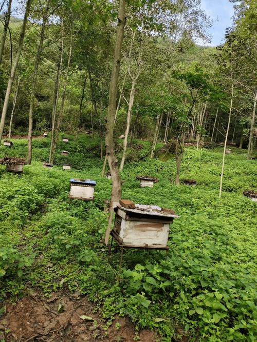 养蜂对农业生产和生态环境有哪些益处，生态种植水果有哪些。 养蜂对农业生产和生态环境有哪些益处，生态种植水果有哪些。 畜牧养殖