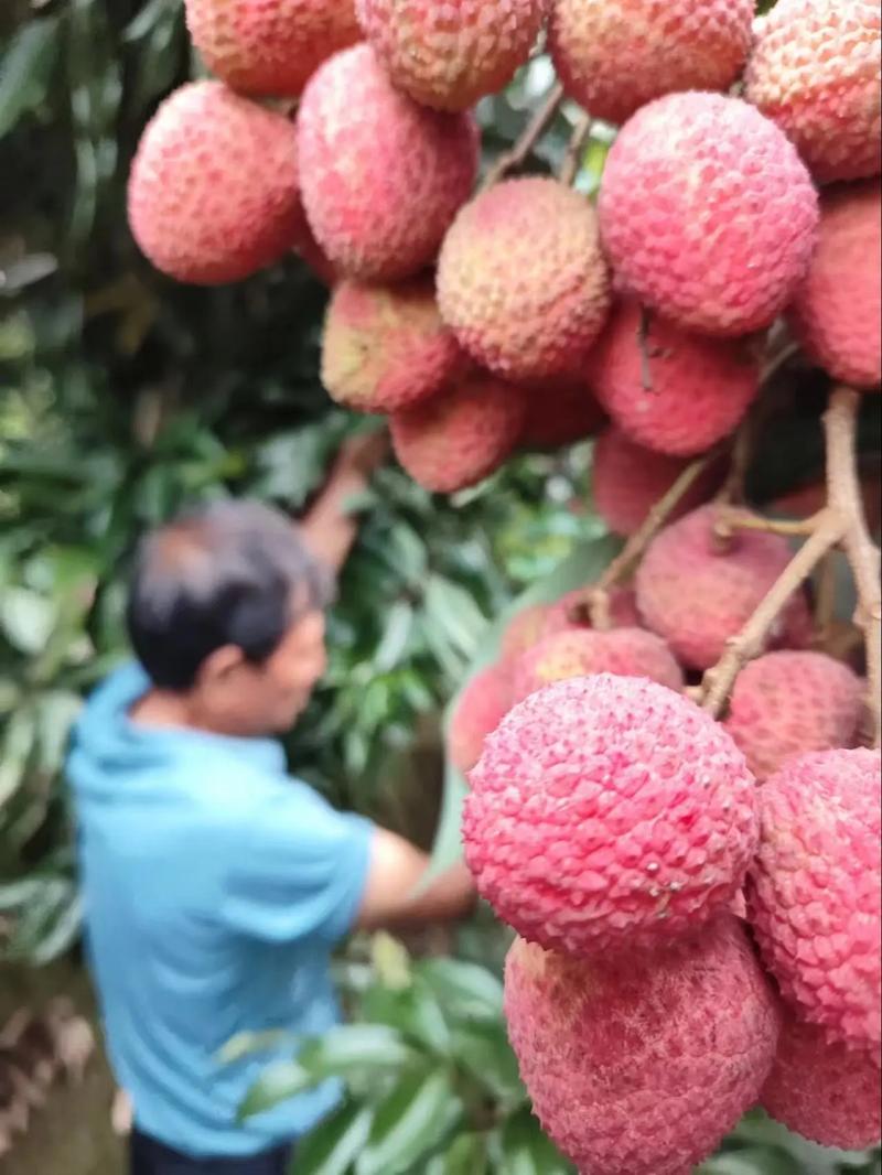 荔枝种植分布在中国什么地方，中国水果种植大省。 荔枝种植分布在中国什么地方，中国水果种植大省。 水果种植