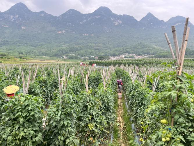 山东不同地区分别适合种植什么经济作物，淄博水果西红柿种植基地在哪里。 山东不同地区分别适合种植什么经济作物，淄博水果西红柿种植基地在哪里。 水果种植