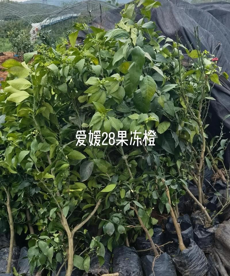 爱媛28是什么时候进入中国，阳新种植什么水果好吃。 爱媛28是什么时候进入中国，阳新种植什么水果好吃。 土壤施肥