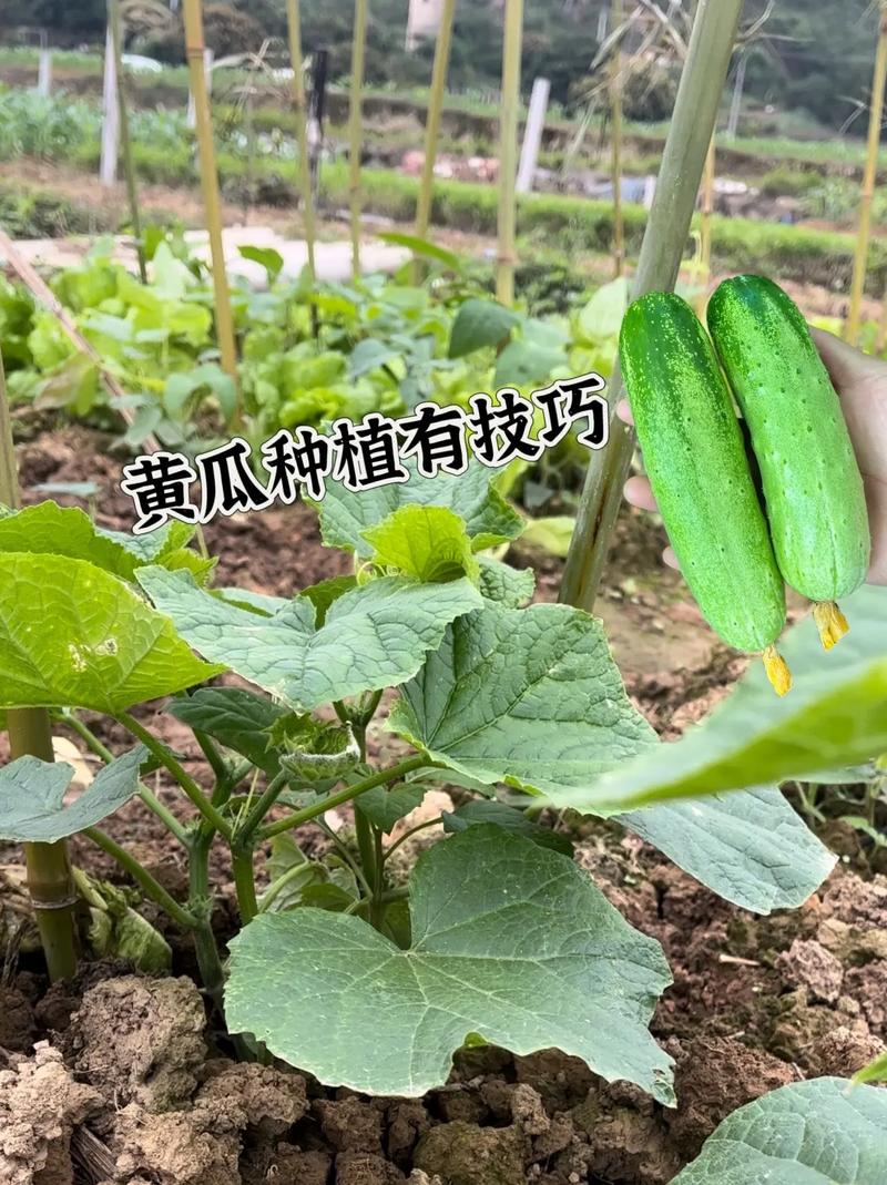 黄瓜移植的方法和步骤，水果黄瓜如何移植种植视频。 黄瓜移植的方法和步骤，水果黄瓜如何移植种植视频。 水果种植