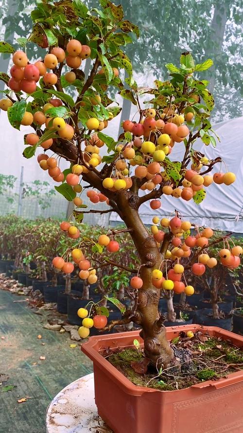 冬天能种植果树吗，冬天适合种植什么水果盆栽。 冬天能种植果树吗，冬天适合种植什么水果盆栽。 家禽养殖