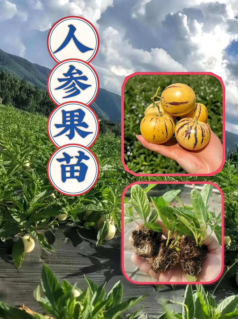 种植人参果苗用什么肥料好，水果秧苗种植肥料配方。 种植人参果苗用什么肥料好，水果秧苗种植肥料配方。 水果种植