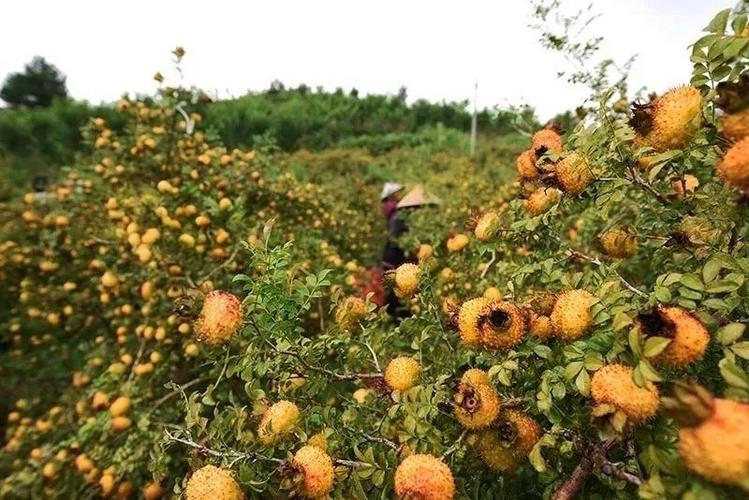 贵州黔南流行哪些民族节日，黔南种植什么水果最多。 贵州黔南流行哪些民族节日，黔南种植什么水果最多。 土壤施肥