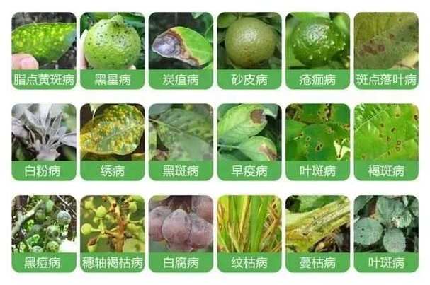 柑橘怎么防霉烂，水果豆种植预防病虫害。 柑橘怎么防霉烂，水果豆种植预防病虫害。 家禽养殖