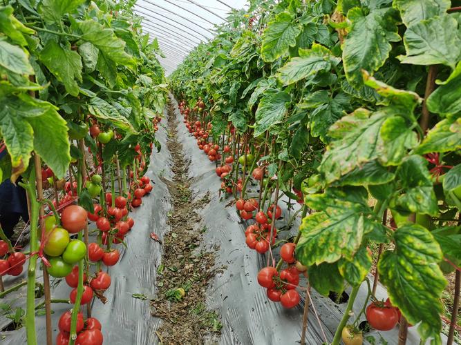 土地什么季节最适合播种，新民水果西红柿种植基地在哪里。 土地什么季节最适合播种，新民水果西红柿种植基地在哪里。 畜牧养殖