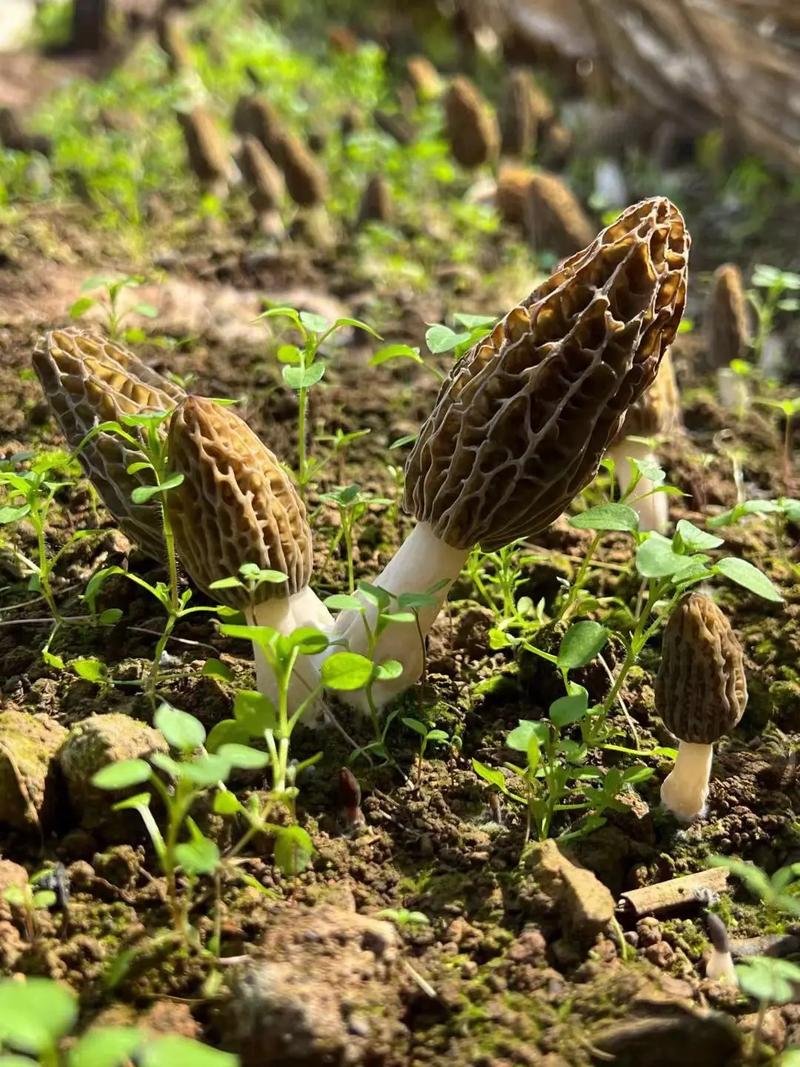 山坳底下的田地种什么好，林下可种植什么菌类水果蔬菜。 山坳底下的田地种什么好，林下可种植什么菌类水果蔬菜。 家禽养殖