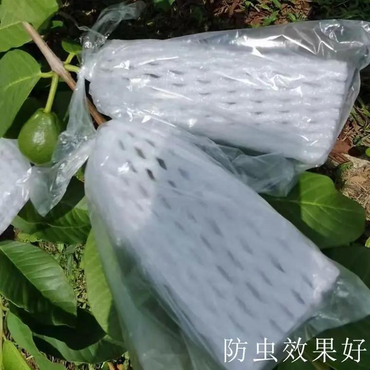 种植水果，有什么方法可以不用套袋却能生产出和套袋一样的优质果，水果种植全部条件是什么。 种植水果，有什么方法可以不用套袋却能生产出和套袋一样的优质果，水果种植全部条件是什么。 家禽养殖