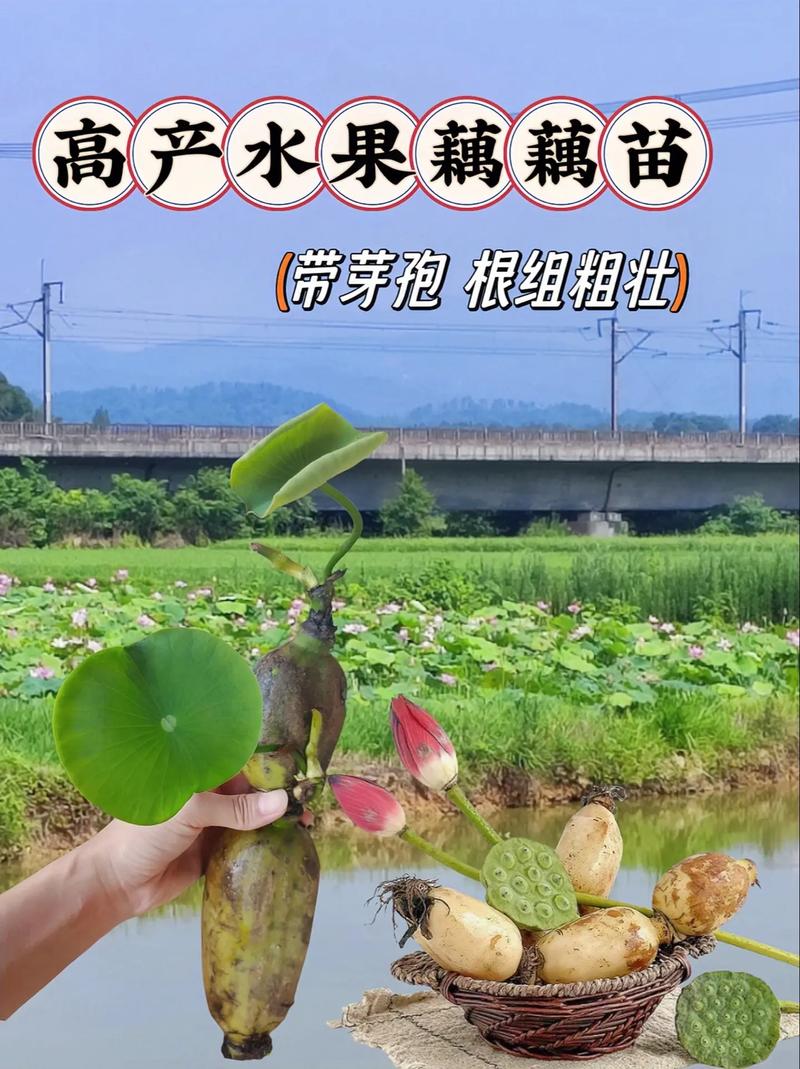 长在水里的蔬菜，质脆味美、营养丰富，莲藕怎样种植，水果藕如何种植视频。 长在水里的蔬菜，质脆味美、营养丰富，莲藕怎样种植，水果藕如何种植视频。 水果种植