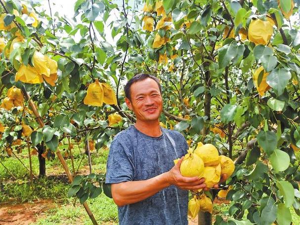 云南地梨产地，泸西有什么水果种植基地。 云南地梨产地，泸西有什么水果种植基地。 水果种植