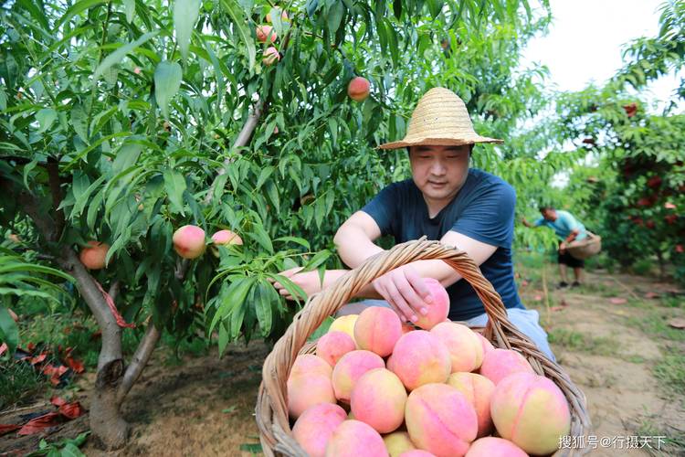 在河南省种什么果树好，河南地方种植什么水果最多。 在河南省种什么果树好，河南地方种植什么水果最多。 土壤施肥