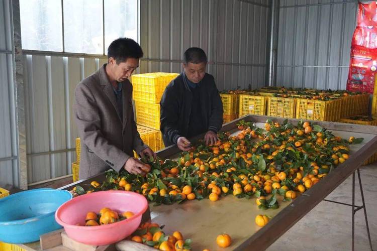 怀集过年的习俗，怀集水果种植基地在哪里。 怀集过年的习俗，怀集水果种植基地在哪里。 水果种植