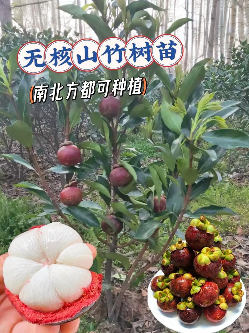 北方可种植的新型水果，种植水果图解图片欣赏大全。 北方可种植的新型水果，种植水果图解图片欣赏大全。 水果种植