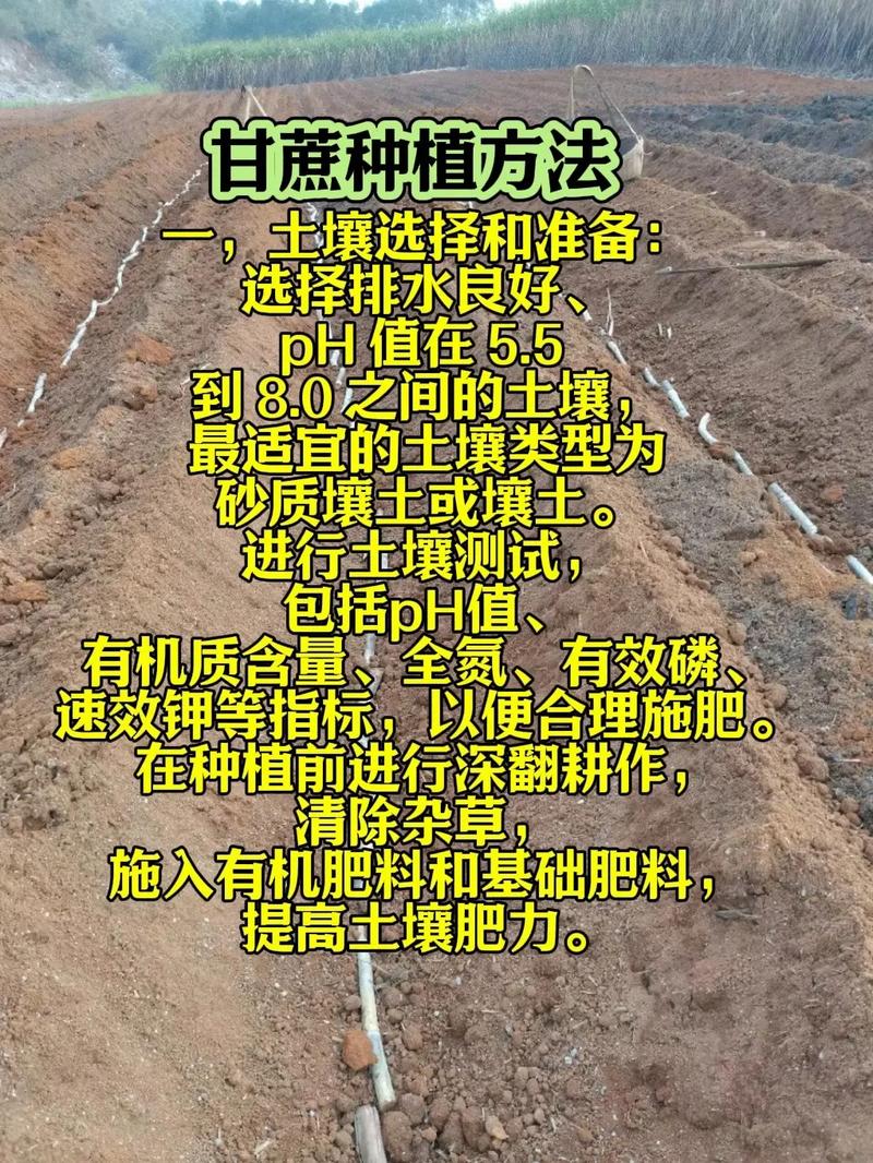 传统种植养殖基地，如何转型做共享农场，科学种植水果甘蔗视频教程。 传统种植养殖基地，如何转型做共享农场，科学种植水果甘蔗视频教程。 蔬菜种植