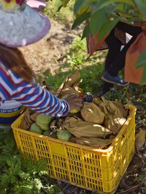 黄金贡柚原产地在井冈山吗，南平水果种植基地在哪里。 黄金贡柚原产地在井冈山吗，南平水果种植基地在哪里。 土壤施肥