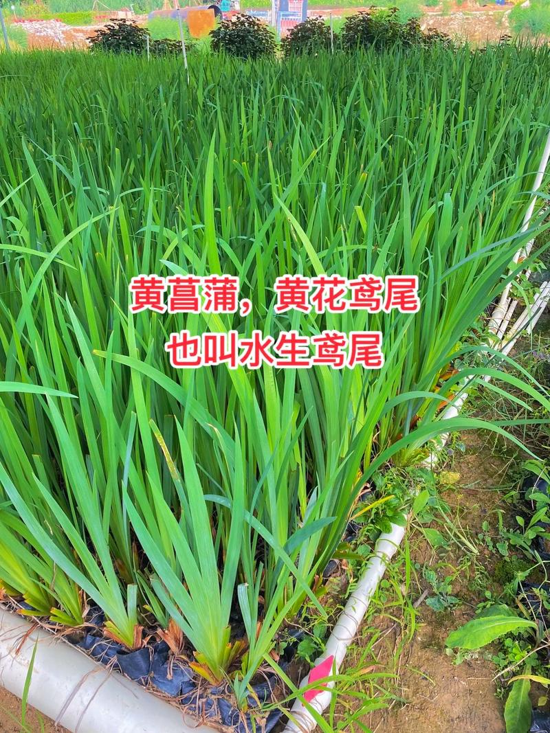 旱地非基本农田可以种果树吗，北方旱地适合种植水果吗。 旱地非基本农田可以种果树吗，北方旱地适合种植水果吗。 水果种植