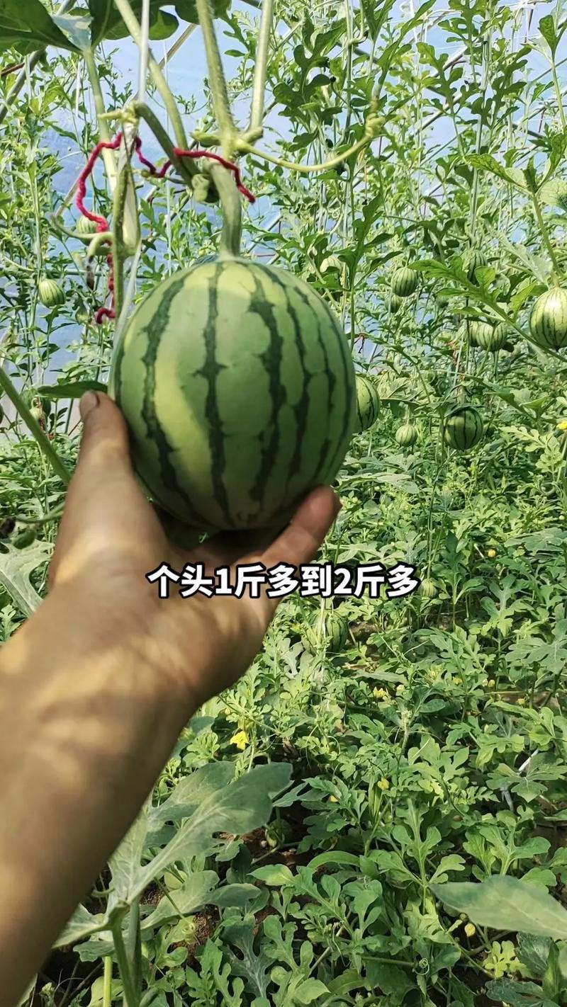 夏季高温棚适合种什么水果，高温种植什么水果最好呢。 夏季高温棚适合种什么水果，高温种植什么水果最好呢。 畜牧养殖