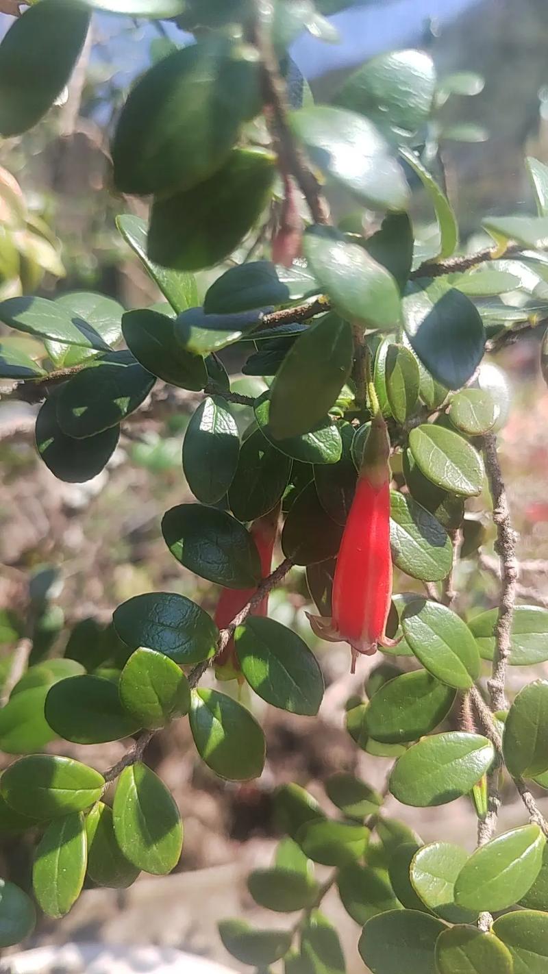 小叶树萝卜的种植方法，花盆水果萝卜种植时间表。 小叶树萝卜的种植方法，花盆水果萝卜种植时间表。 水果种植