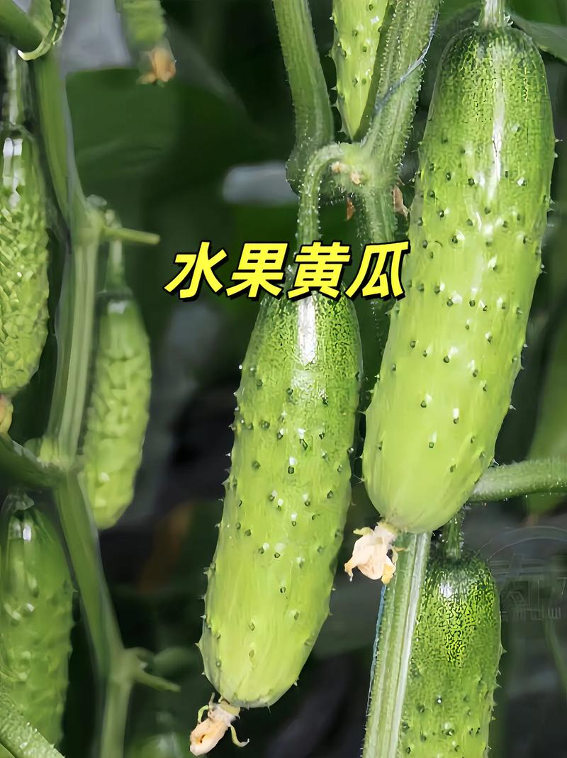 水果黄瓜几月播种，水果黄瓜南方几月种植最好。 水果黄瓜几月播种，水果黄瓜南方几月种植最好。 畜牧养殖