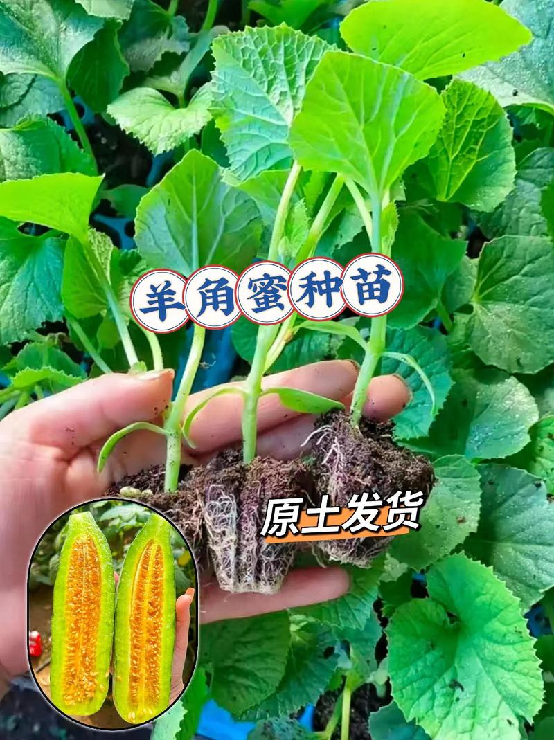 羊角蜜种子怎么种植，水果 羊角蜜怎么种植视频。 羊角蜜种子怎么种植，水果 羊角蜜怎么种植视频。 土壤施肥