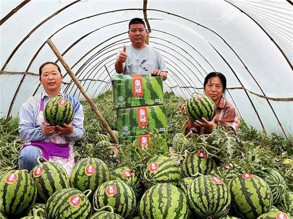 新乡地区种植哪种葡萄最好，新乡水果西瓜种植基地在哪里。 新乡地区种植哪种葡萄最好，新乡水果西瓜种植基地在哪里。 畜牧养殖