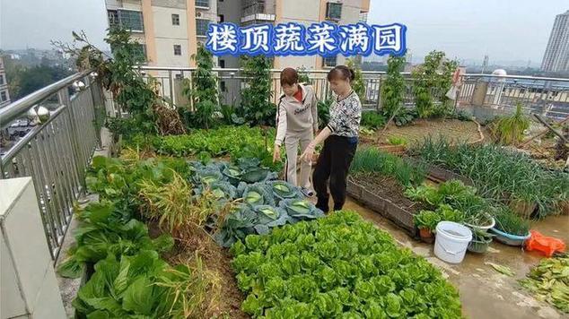 怎样在楼顶种菜，楼顶种植水果方法有哪些。 怎样在楼顶种菜，楼顶种植水果方法有哪些。 畜牧养殖