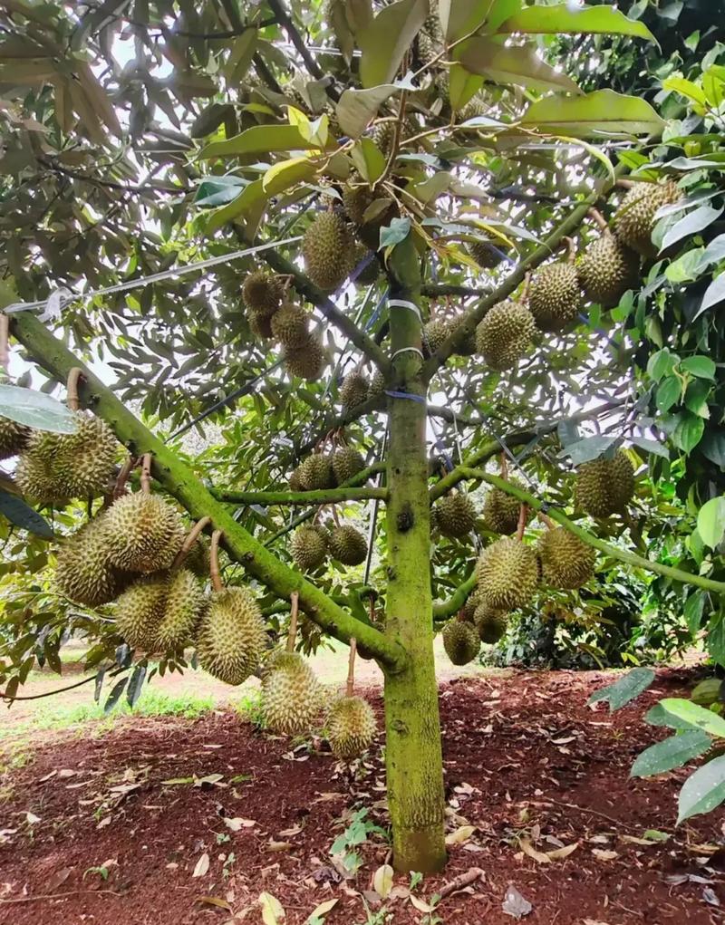 鲱鱼罐头有多难吃，永丰水果榴莲种植基地在哪里。 鲱鱼罐头有多难吃，永丰水果榴莲种植基地在哪里。 蔬菜种植