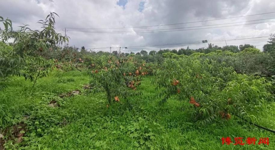 淄博有什么地方适合养殖呢，淄博农村水果种植基地在哪里。 淄博有什么地方适合养殖呢，淄博农村水果种植基地在哪里。 水果种植