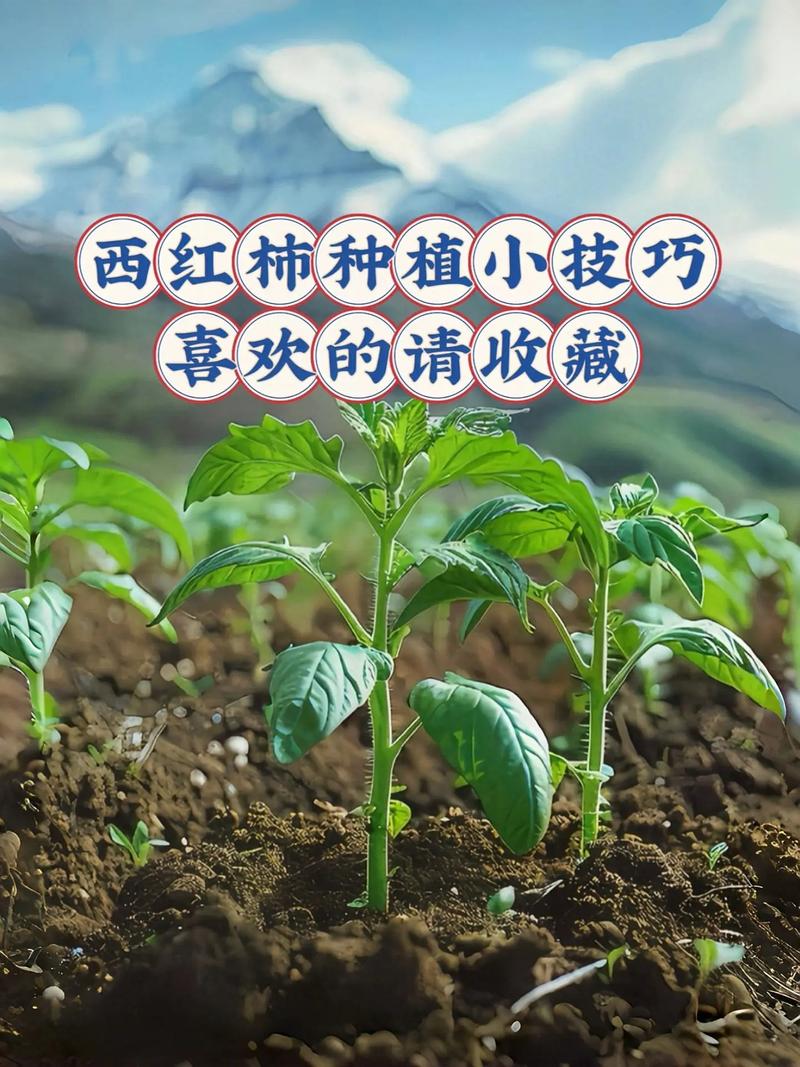 西红柿怎样种植更高产，水果番茄高产种植管理方法。 西红柿怎样种植更高产，水果番茄高产种植管理方法。 土壤施肥