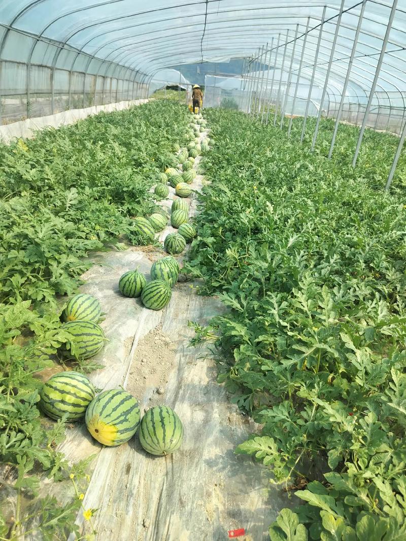 广西水果，贵港水果西瓜种植基地。 广西水果，贵港水果西瓜种植基地。 家禽养殖