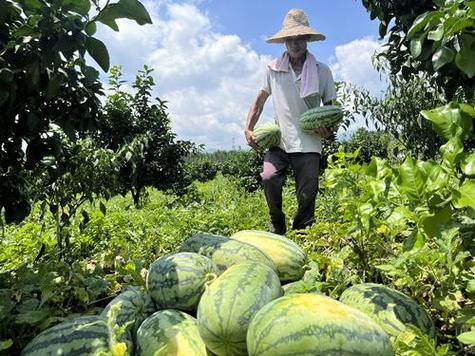 湖南适合种植什么水果，农民种植水果照片真实。 湖南适合种植什么水果，农民种植水果照片真实。 蔬菜种植