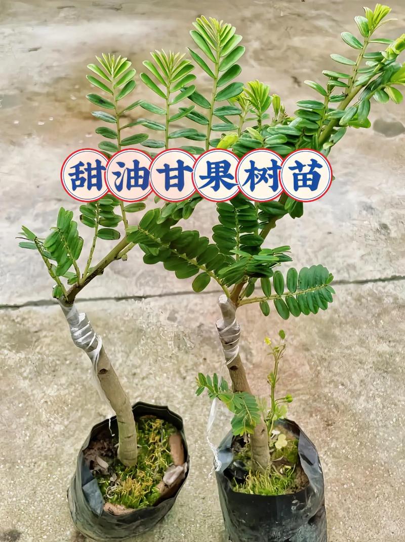 零下几十度气温都可存活的果树有哪些，种植时需要注意些什么，天气寒冷水果种植注意事项。 零下几十度气温都可存活的果树有哪些，种植时需要注意些什么，天气寒冷水果种植注意事项。 土壤施肥