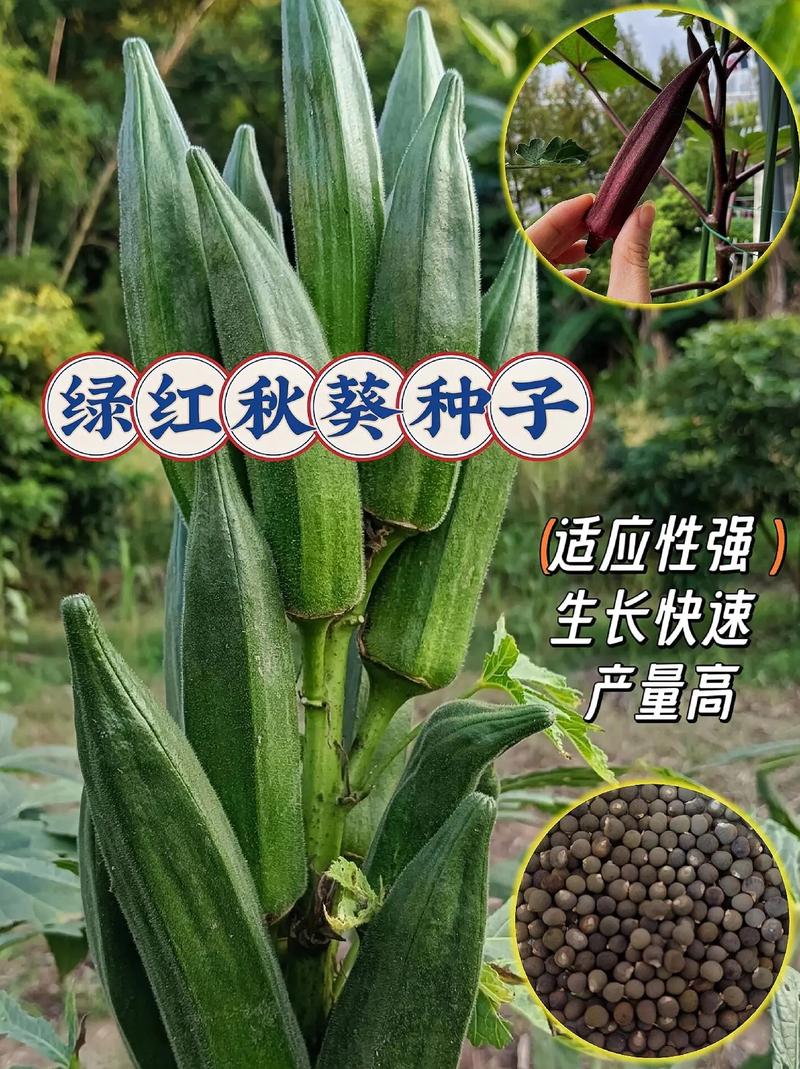 果脯的种子可以拿来种吗，水果核可以种植什么。 果脯的种子可以拿来种吗，水果核可以种植什么。 蔬菜种植